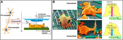 Lab-on-Chip Microsystems for Ex Vivo Network of Neurons Studies: A Review